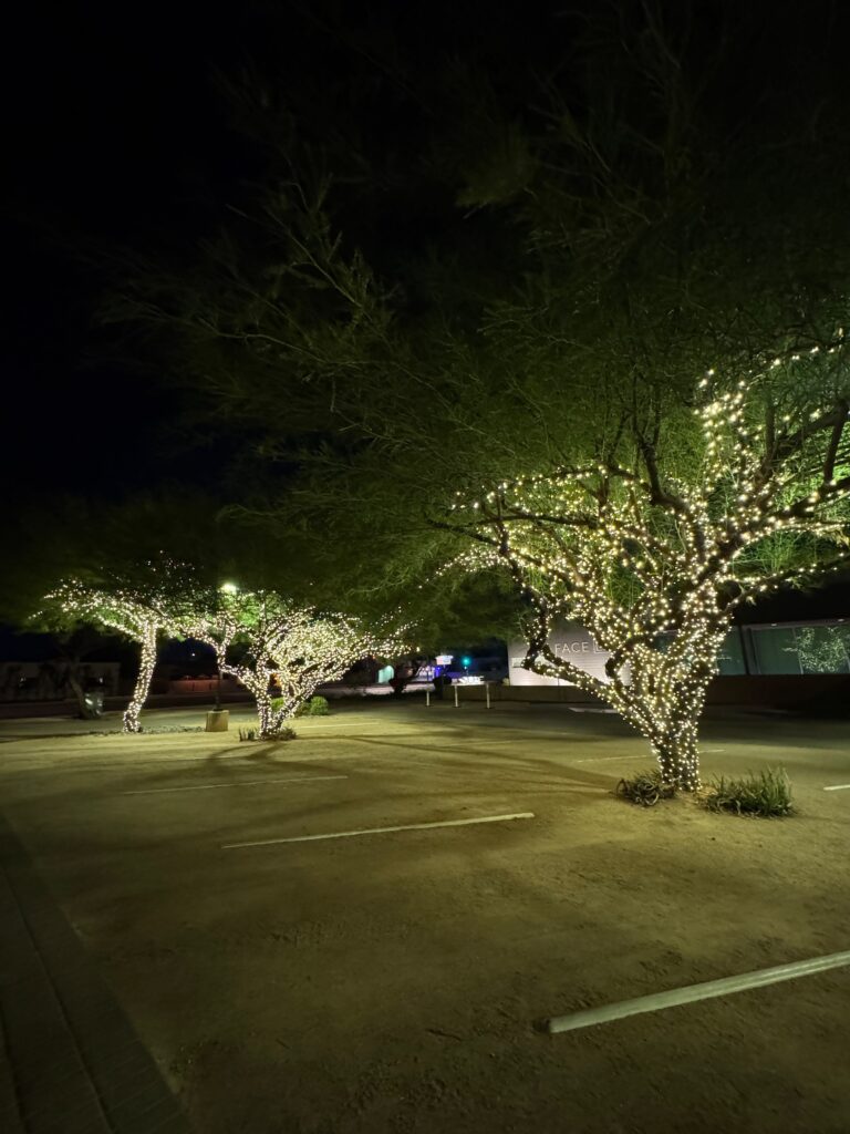 Trees wrapped in warm white lights at night